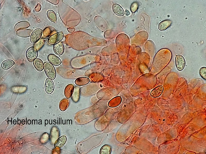 Hebeloma pusillum-amf877-2.jpg - Hebeloma pusillum ; Syn: Hebelomatis pusillum ; Non français: Hébélome nain 